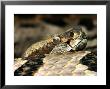 Timber Rattlesnake, Crotalus Horridus by Larry F. Jernigan Limited Edition Print