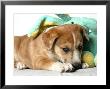 Puppy Covered With Stuffed Animal Toy by Steve Starr Limited Edition Print