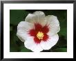 Hibiscus Sinosyriacus, September by Mark Bolton Limited Edition Pricing Art Print