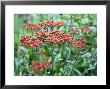 Achillea (Walter Funke) by Mark Bolton Limited Edition Print