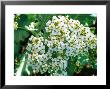 Crambe Maritima (Sea Kale), Perennial by Mark Bolton Limited Edition Print