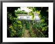 Kitchen Garden With Dianthus (Pinks) Edging The Path And Buxus (Box) Spiral Topiary by Mark Bolton Limited Edition Pricing Art Print