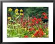 Ligularia (Desdemona), Crocosmia (Lucifer) And Inula (Border) by Mark Bolton Limited Edition Print