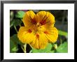 Tropaeolum Jewel (Nasturtium) by Lynne Brotchie Limited Edition Pricing Art Print