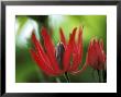 Pavonia X Gledhillii, Close-Up Of Red Flower by Ruth Brown Limited Edition Print