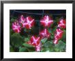 Impatiens Walleriana Mega Orange Star F1 Hybrid Walleriana by Chris Burrows Limited Edition Print