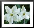 Ipheion, Alberto Castillo (Flower Of The Incas), Star Shaped White Flowers, March by Chris Burrows Limited Edition Print