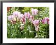 Tulipa Modern Style Single Late by Chris Burrows Limited Edition Print