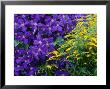 Clematis Viticella And Solidago (Clematis And Golden Rod) by Michael Davis Limited Edition Print