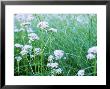 Valeriana Officianalis, Pink Flowerheads (June) by Carole Drake Limited Edition Print