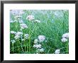 Valeriana Officianalis, Pink Flowerheads (June) by Carole Drake Limited Edition Pricing Art Print