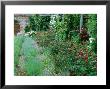 Rosa Nuits De Young Beside Pergola by Carole Drake Limited Edition Print