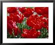 Tulipa Red Parrot (Parrot Group 10) by Ron Evans Limited Edition Print