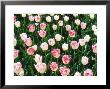 Tulipa (Rembrandt, Late Flowering) by Ron Evans Limited Edition Print