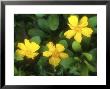 Hibbertia Scandens by Christopher Fairweather Limited Edition Pricing Art Print