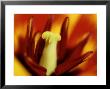 Tulipa (Tulip) Stressa, Vibrant Red And Yellow Colours Of Plant by James Guilliam Limited Edition Print