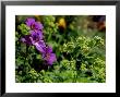 Geranium Himalayense X Pratense Johnsons Blue (Cranesbill) by James Guilliam Limited Edition Print