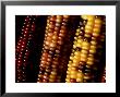 African Corn (Zeas) Close-Up Of Bead-Like Segments by James Guilliam Limited Edition Print