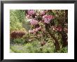 Woodland Garden With Rhododendron, Acer, Hyacinthoides And Fern Selhurst by Sunniva Harte Limited Edition Print