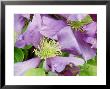 Clematis General Sikorski by Sunniva Harte Limited Edition Print