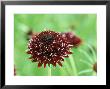 Scabiosa Atropurpurea Chili Black, Close-Up Of Purple Flower by Sunniva Harte Limited Edition Print