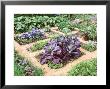 Winter Potager (August) Small Beds Divided By Sand Paths by Jacqui Hurst Limited Edition Print