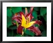 Hemerocallis Eggplant Escapade, Close-Up Of Red/Yellow Flower Head by Lynn Keddie Limited Edition Pricing Art Print