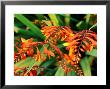 Crocosmia Venus, Close-Up Of Orange Flowers And Foliage by Lynn Keddie Limited Edition Print