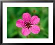 Geranium Psilostemon, Close-Up Of Purple Flower Head by Lynn Keddie Limited Edition Print