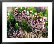 Daphane X Burkwoodii Close-Up Of Pink Flowers, Shrub by Lynn Keddie Limited Edition Pricing Art Print