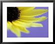 Sunflower Close-Up With Blue Background Summer by Lynn Keddie Limited Edition Print