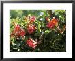 Campsis Grandiflora (Trumpet Vine) In Flower by Michele Lamontagne Limited Edition Print