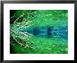 Branches In Freshwater Lake With Algae, New Zealand by Tobias Bernhard Limited Edition Print