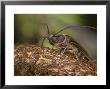 Huhu Beetle, New Zealand by Tobias Bernhard Limited Edition Print