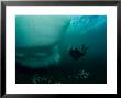 Diver Investigating Iceberg, Antarctica by Tobias Bernhard Limited Edition Pricing Art Print