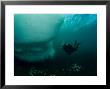 Diver Investigating Iceberg, Antarctica by Tobias Bernhard Limited Edition Print