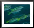 Striped Goatfish, Shoal, New Caledonia by Tobias Bernhard Limited Edition Print