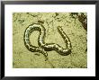 Kenyan Sand Boa, East Africa by Andrew Bee Limited Edition Pricing Art Print