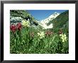 Elder-Flowered Orchid, Red & Yellow Forms, French Pyrenees by Martyn Colbeck Limited Edition Print