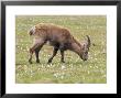 Ibex, Young Male Grazing, Switzerland by David Courtenay Limited Edition Print
