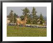 Ibex, Young Male In Meadow, Switzerland by David Courtenay Limited Edition Print