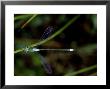 Emerald Damselfly, Male, Surrey by Larry Crowhurst Limited Edition Print