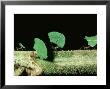 Leaf-Cutting Ants, Atta Cephalotes by David M. Dennis Limited Edition Print