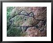 Leo Petroglyph, Indian Rock Art by David M. Dennis Limited Edition Pricing Art Print