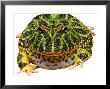 Bells Horned Frog by David M. Dennis Limited Edition Print