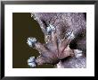 Leaf Gecko by David M. Dennis Limited Edition Print