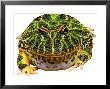 Horned Frog, South America by David M. Dennis Limited Edition Print