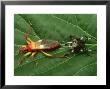 Assassin Bug, With Exuviae, Africa by David M. Dennis Limited Edition Pricing Art Print