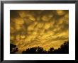 Mammatiform Clouds, Sarasota County, Usa by David M. Dennis Limited Edition Print