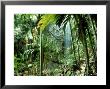 Pandanus Vandemeerschii, Vallee De Mai, Praslin, Seychelles by Berndt Fischer Limited Edition Pricing Art Print